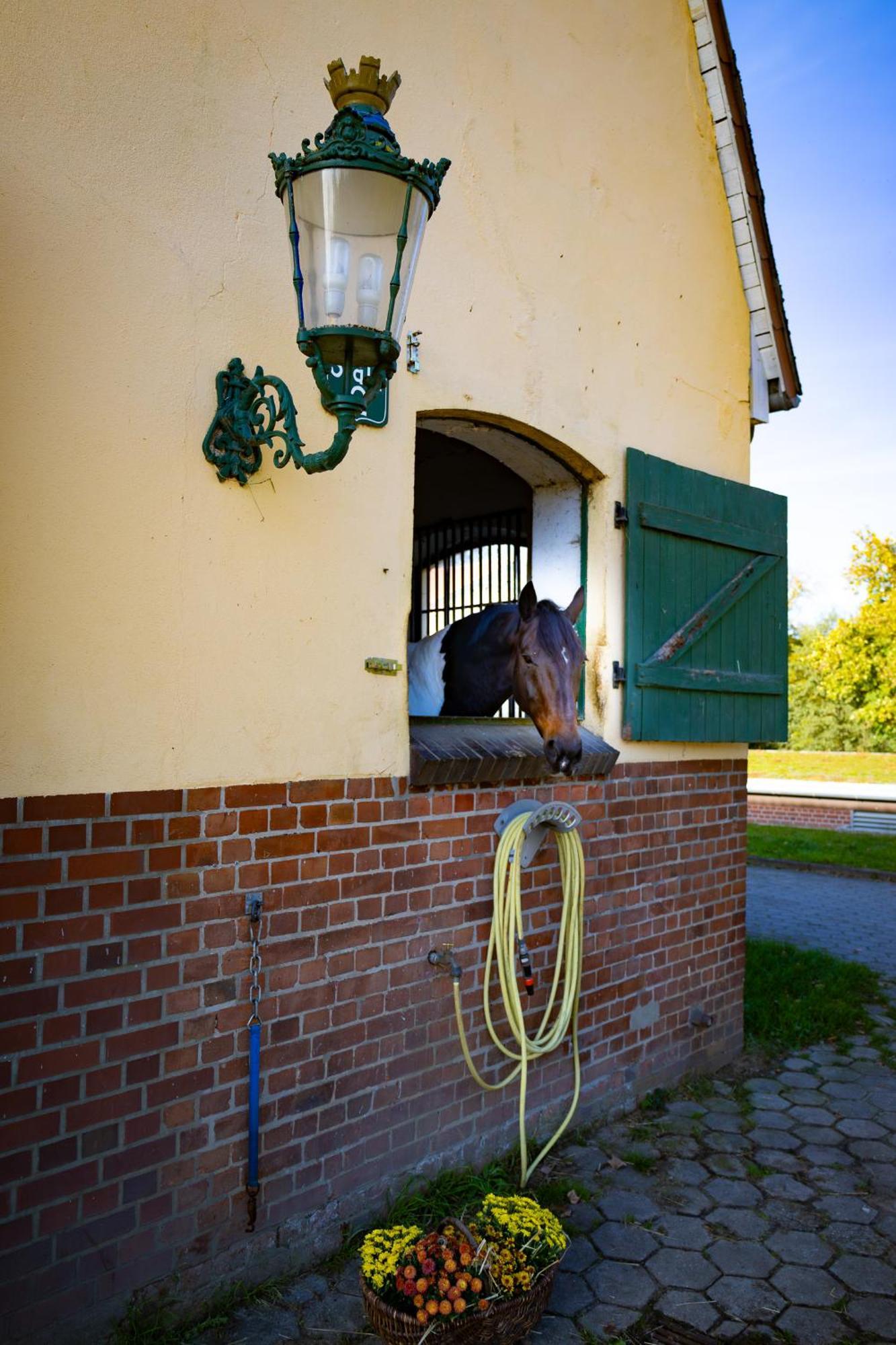 Fewo Mit Pferdeboxen, Paddock Und Weide In Der Lueneburger Heide Apartment Vierhofen Exterior foto